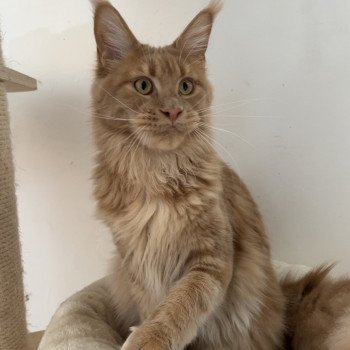 Enchanted City In Love with Tomen Mâle Maine coon