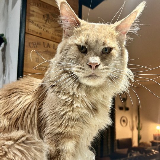 chat Maine coon cream In Love with Tomen Chatterie Maceo’s Gône’s Maine Coons cream 