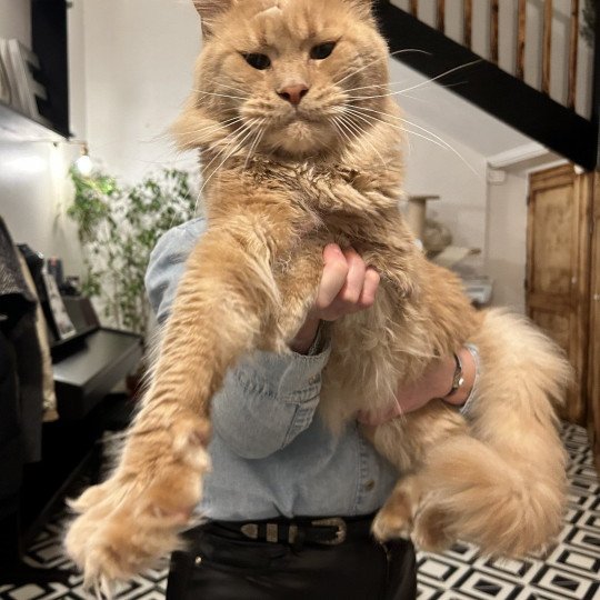 chat Maine coon cream In Love with Tomen Chatterie Maceo’s Gône’s Maine Coons cream 