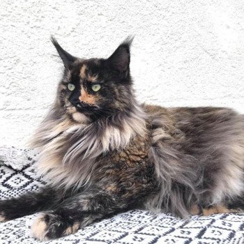 MY DREAM LOVING OMEGA dite OMEE Femelle Maine coon