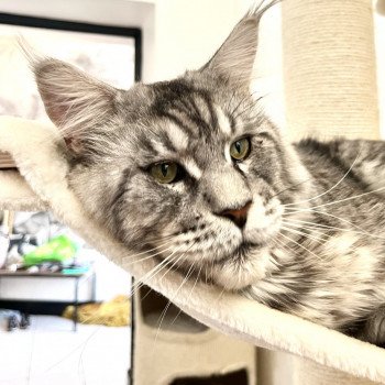 Sweet Hend So' René Gars Mâle Maine coon