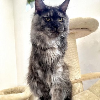 Maceo’s Gône’s Sao Luuna Femelle Maine coon