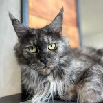 Maceo’s Gône’s Sao Luuna Femelle Maine coon Maceo’s Gône’s Sao Luuna Femelle Maine coon