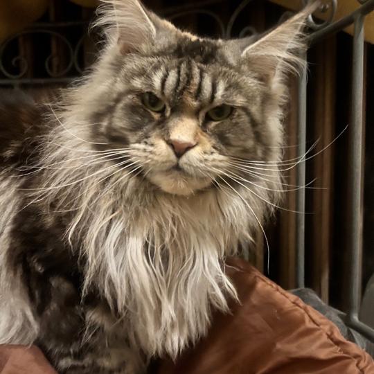 chat Maine coon black tortie silver blotched tabby TAYLA Chatterie Maceo’s Gône’s Maine Coons black tortie silver blotched tabby