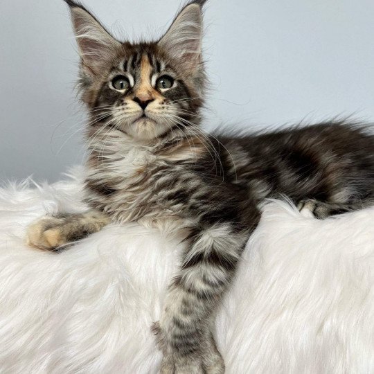chat Maine coon black tortie silver blotched tabby TAYLA Chatterie Maceo’s Gône’s Maine Coons black tortie silver blotched tabby