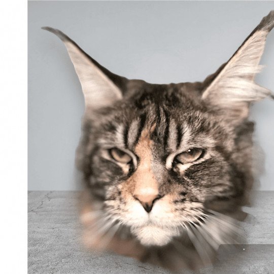 chat Maine coon black tortie silver blotched tabby TAYLA Chatterie Maceo’s Gône’s Maine Coons black tortie silver blotched tabby