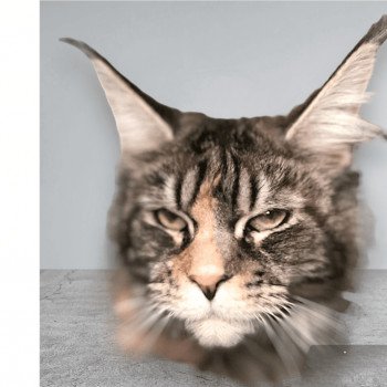 TAYLA DE FARMINGTON Femelle Maine coon