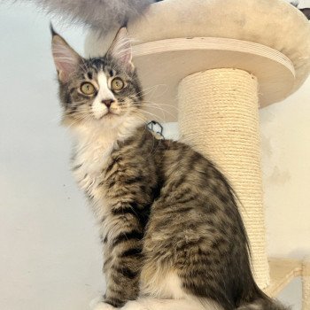 chaton Maine coon brown mackerel tabby & blanc Té Fiti Chatterie Maceo’s Gône’s Maine Coons brown mackerel tabby & blanc