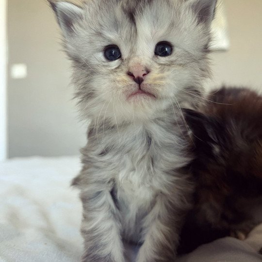 chaton Maine coon blue tortie silver tabby U’ Fendi Beauty Chatterie Maceo’s Gône’s Maine Coons black tortie silver tabby