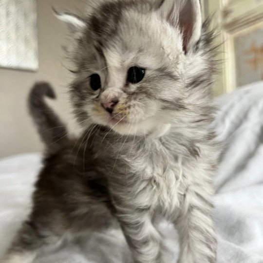 chaton Maine coon black tortie silver tabby U’ Fendi Beauty Chatterie Maceo’s Gône’s Maine Coons black tortie silver tabby
