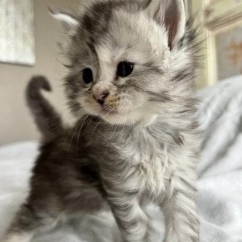 Maceo’s Gône’s U’ Fendi Beauty Femelle Maine coon