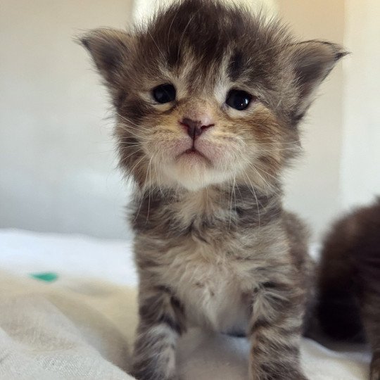 chaton Maine coon brown tortie mackerel tabby U’Balenciaga Chatterie Maceo’s Gône’s Maine Coons brown tortie mackerel tabby