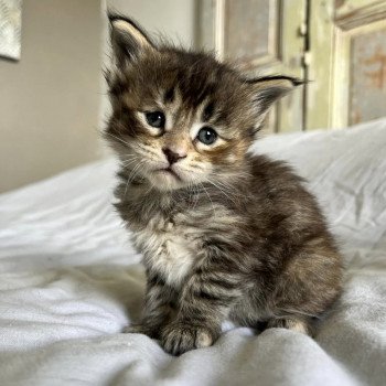 Maceo’s Gône’s U’Balenciaga Femelle Maine coon
