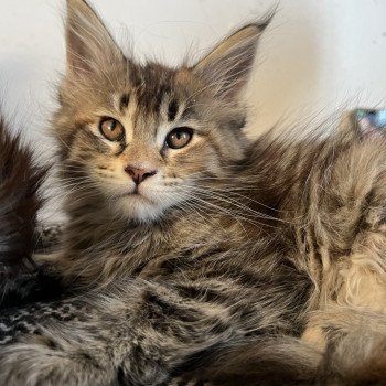 Maceo’s Gône’s U’Balenciaga Femelle Maine coon