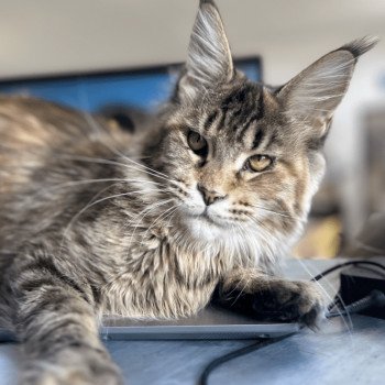 Maceo’s Gône’s U’Balenciaga Femelle Maine coon