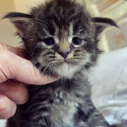 chaton Maine coon brown tabby U’Gucci Chatterie Maceo’s Gône’s Maine Coons brown tabby