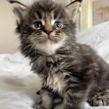 Maceo’s Gône’s U’Gucci Mâle Maine coon