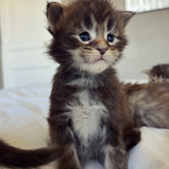 chaton Maine coon brown tabby Ui Vuitton Chatterie Maceo’s Gône’s Maine Coons brown tabby