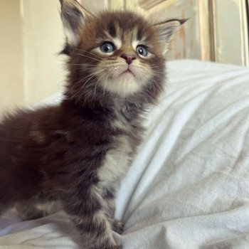 Maceo’s Gône’s Ui Vuitton Mâle Maine coon