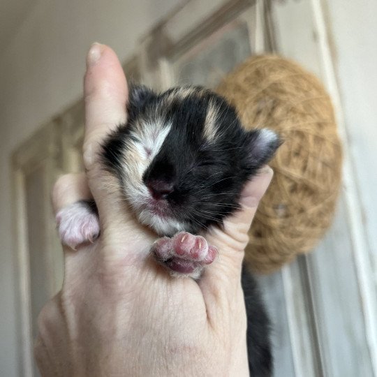 chaton Maine coon black tortie & blanc Ultra Dark Mercredi Chatterie Maceo’s Gône’s Maine Coons black tortie smoke & blanc