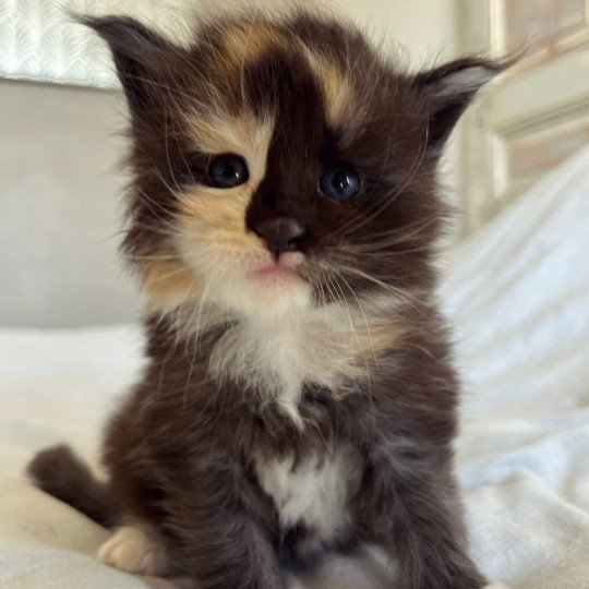 chaton Maine coon black tortie & blanc Ultra Dark Mercredi Chatterie Maceo’s Gône’s Maine Coons black tortie smoke & blanc
