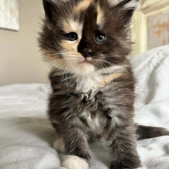 chaton Maine coon black tortie smoke & blanc Ultra Dark Mercredi Chatterie Maceo’s Gône’s Maine Coons black tortie smoke & blanc