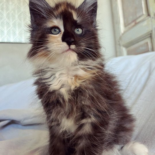 chaton Maine coon black tortie smoke & blanc Ultra Dark Mercredi Chatterie Maceo’s Gône’s Maine Coons black tortie smoke & blanc