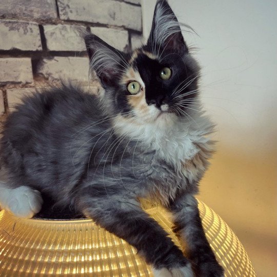 chaton Maine coon black tortie smoke & blanc Ultra Dark Mercredi Chatterie Maceo’s Gône’s Maine Coons black tortie smoke & blanc