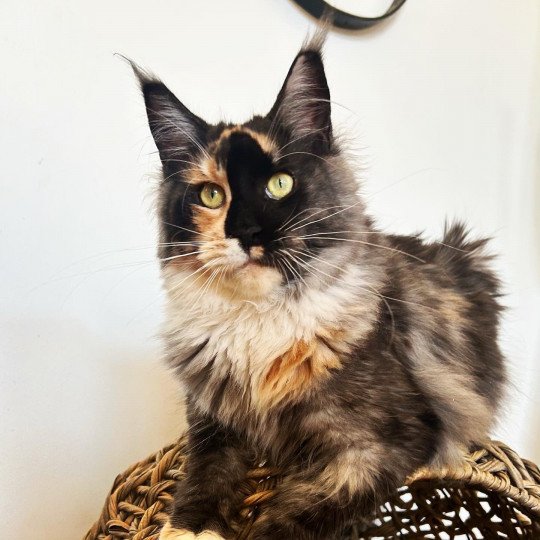chaton Maine coon black tortie smoke & blanc Ultra Dark Mercredi Chatterie Maceo’s Gône’s Maine Coons black tortie smoke & blanc