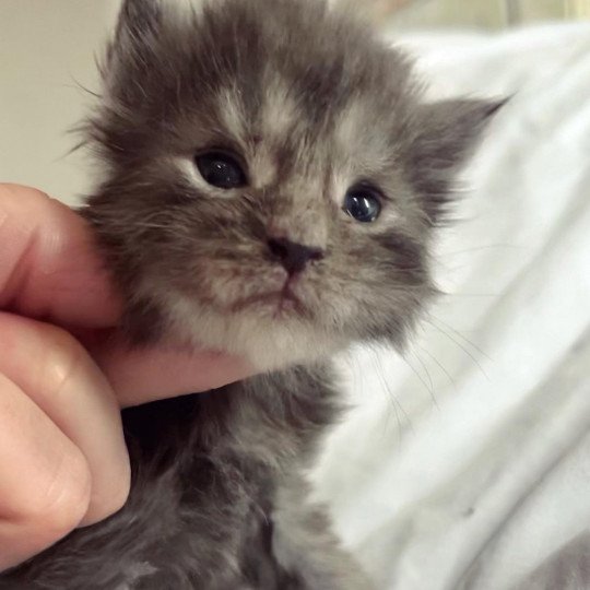 Maceo’s Gône’s Umbriel Spright Mâle Maine coon