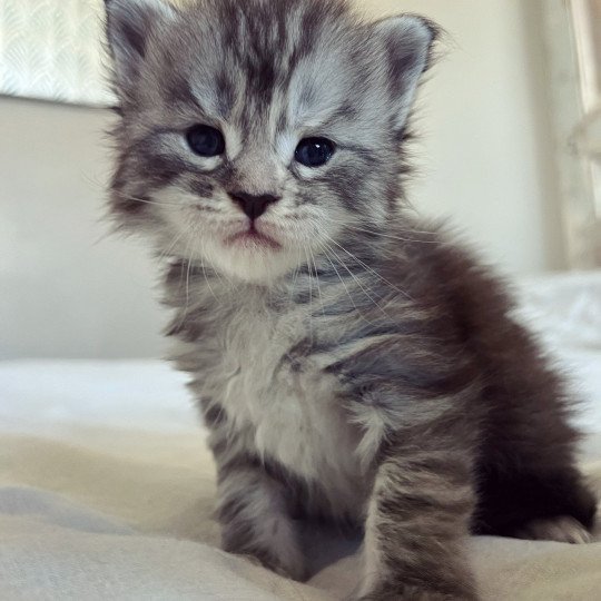 chaton Maine coon black silver mackerel tabby U’Miu Miu Chatterie Maceo’s Gône’s Maine Coons black silver mackerel tabby