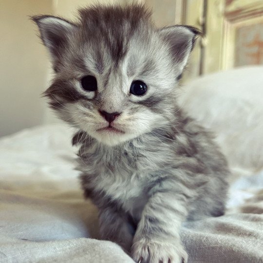 chaton Maine coon black silver mackerel tabby U’Miu Miu Chatterie Maceo’s Gône’s Maine Coons black silver mackerel tabby
