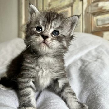 Maceo’s Gône’s U’Miu Miu Femelle Maine coon