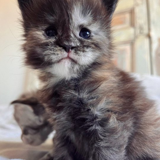 chaton Maine coon black tortie smoke U’Prada Chatterie Maceo’s Gône’s Maine Coons black tortie smoke 