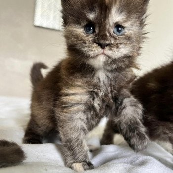 Maceo’s Gône’s U’Prada Femelle Maine coon