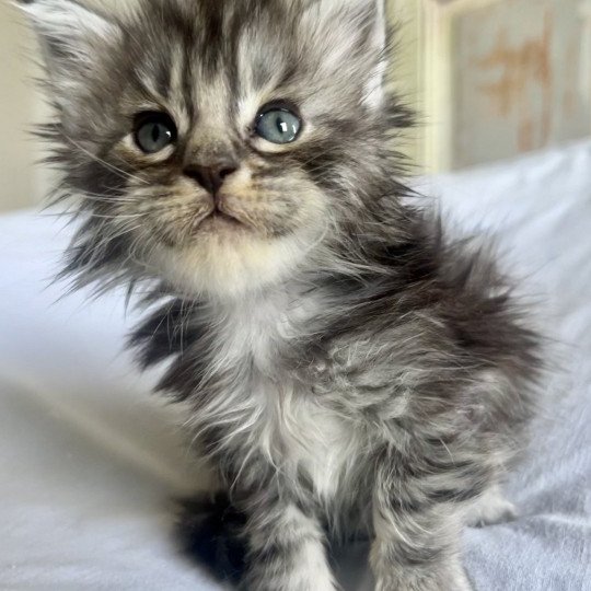 Maceo’s Gône’s Urso Sweet Lord Mâle Maine coon