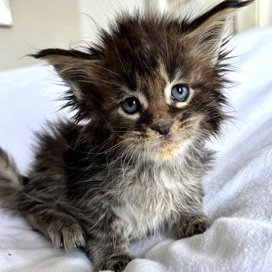 Maceo’s Gône’s Urso Willow Femelle Maine coon