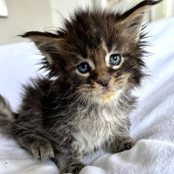 Maceo’s Gône’s Urso Willow Femelle Maine coon