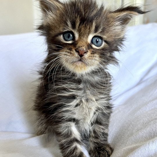 Maceo’s Gône’s Urso Luigi Mâle Maine coon