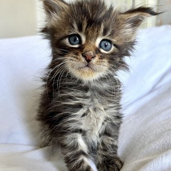 Maceo’s Gône’s Urso Luigi Mâle Maine coon