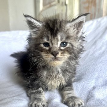 Maceo’s Gône’s Ursolita Femelle Maine coon