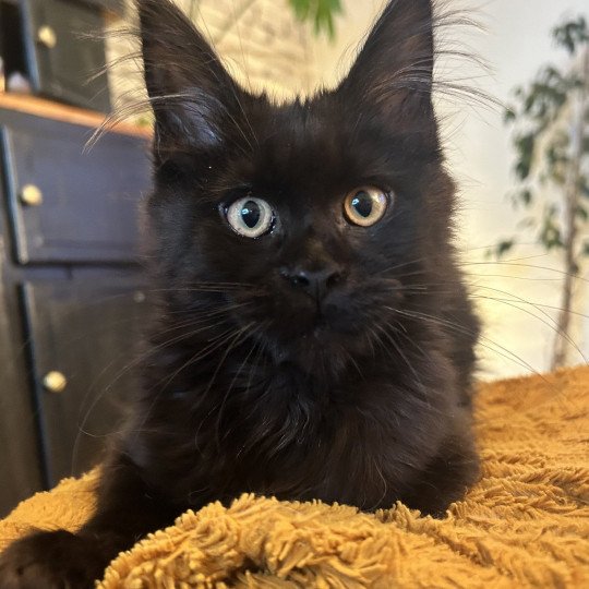 chaton Maine coon black Zingaro Chatterie Maceo’s Gône’s Maine Coons black 