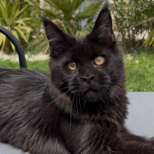 chaton Maine coon black Zingaro Chatterie Maceo’s Gône’s Maine Coons black 