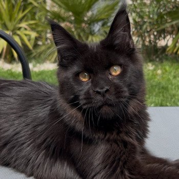Maceo’s Gône’s Zingaro Mâle Maine coon