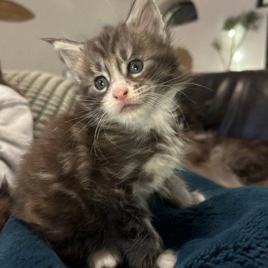 chaton Maine coon black silver blotched tabby & blanc Wax Taylor Chatterie Maceo’s Gône’s Maine Coons black silver blotched tabby & blanc