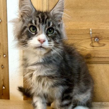 Maceo’s Gône’s Wax Taylor Mâle Maine coon