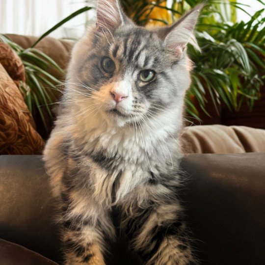 chaton Maine coon black silver blotched tabby & blanc Wax Taylor Chatterie Maceo’s Gône’s Maine Coons black silver blotched tabby & blanc