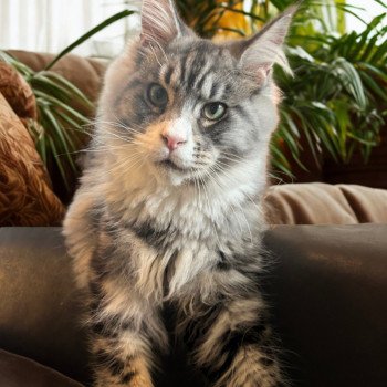 Maceo’s Gône’s Wax Taylor Mâle Maine coon