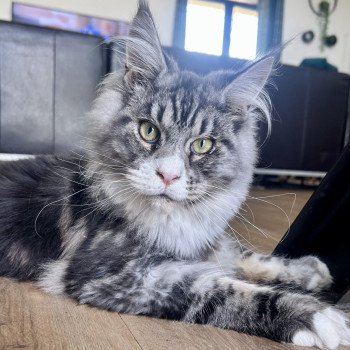 Maceo’s Gône’s Wax Taylor Mâle Maine coon
