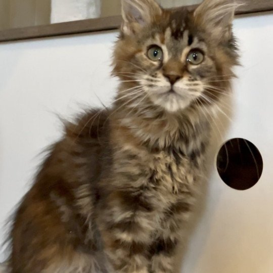 chaton Maine coon brown tortie blotched tabby Wendy Tinkerbell Chatterie Maceo’s Gône’s Maine Coons brown tortie blotched tabby